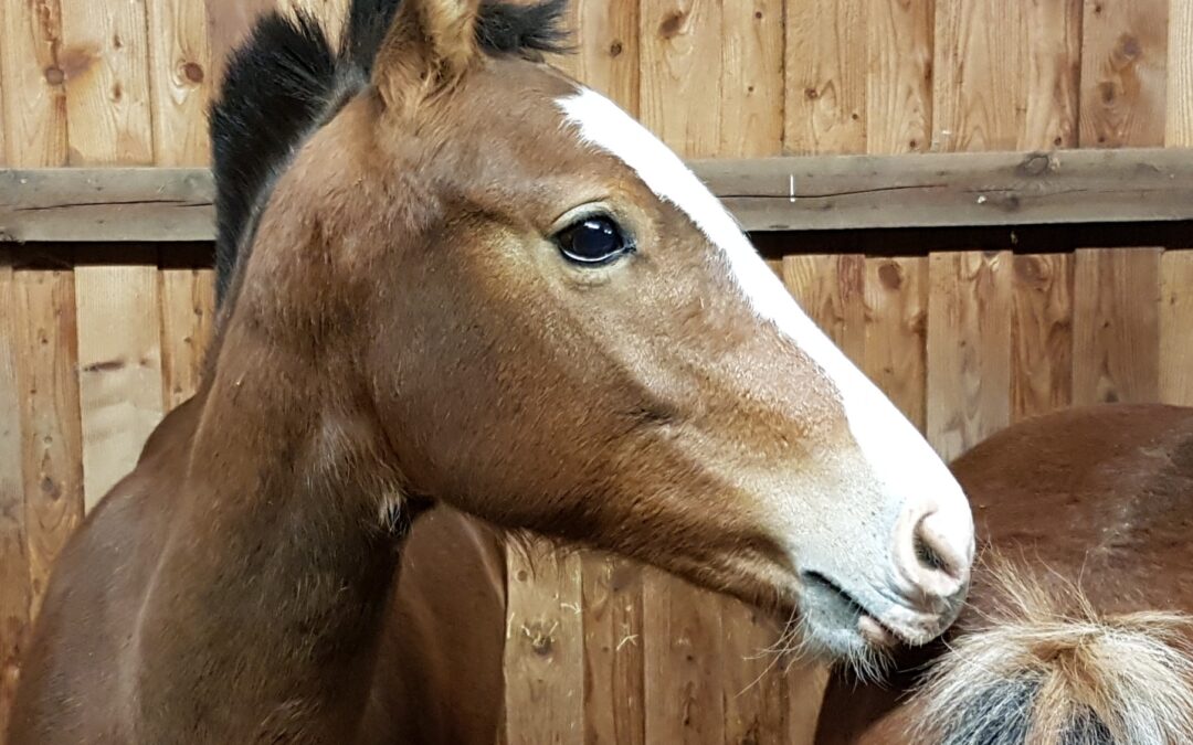 Magenprobleme: Was stresst mein Pferd?