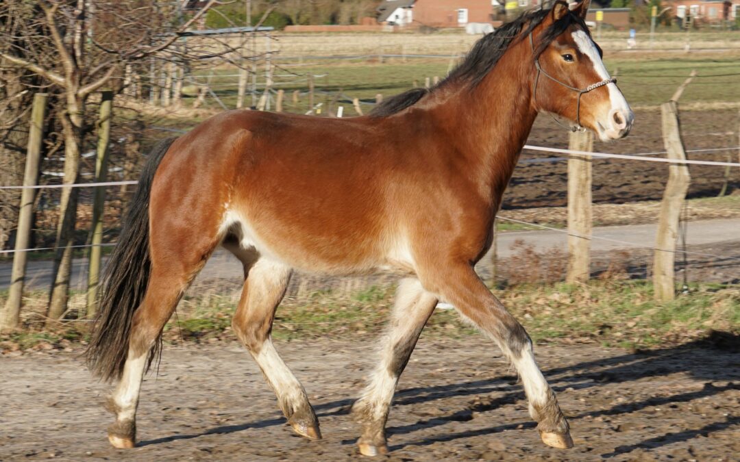 Was Losgelassenheit mit Fütterung zu tun hat
